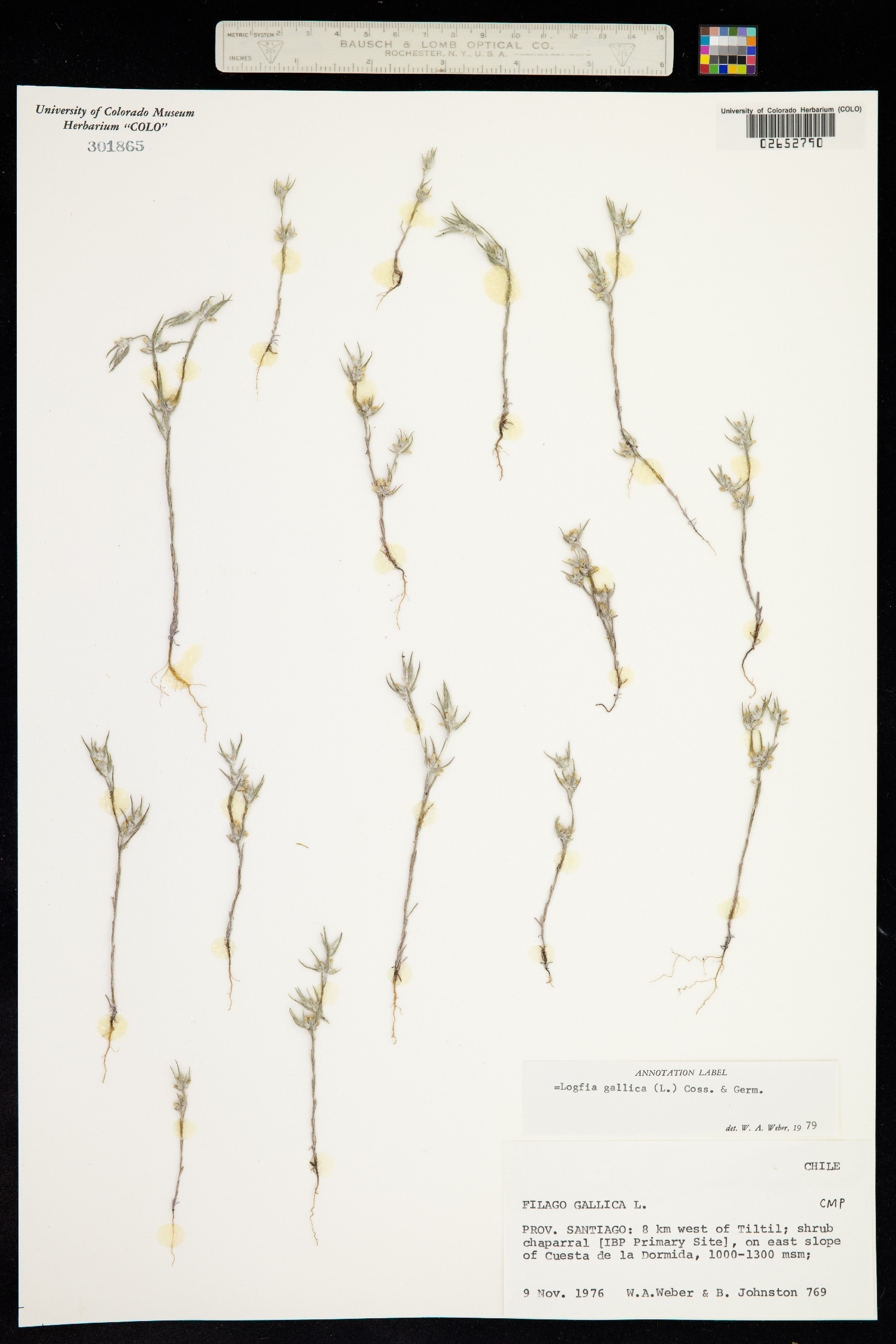 Logfia gallica image