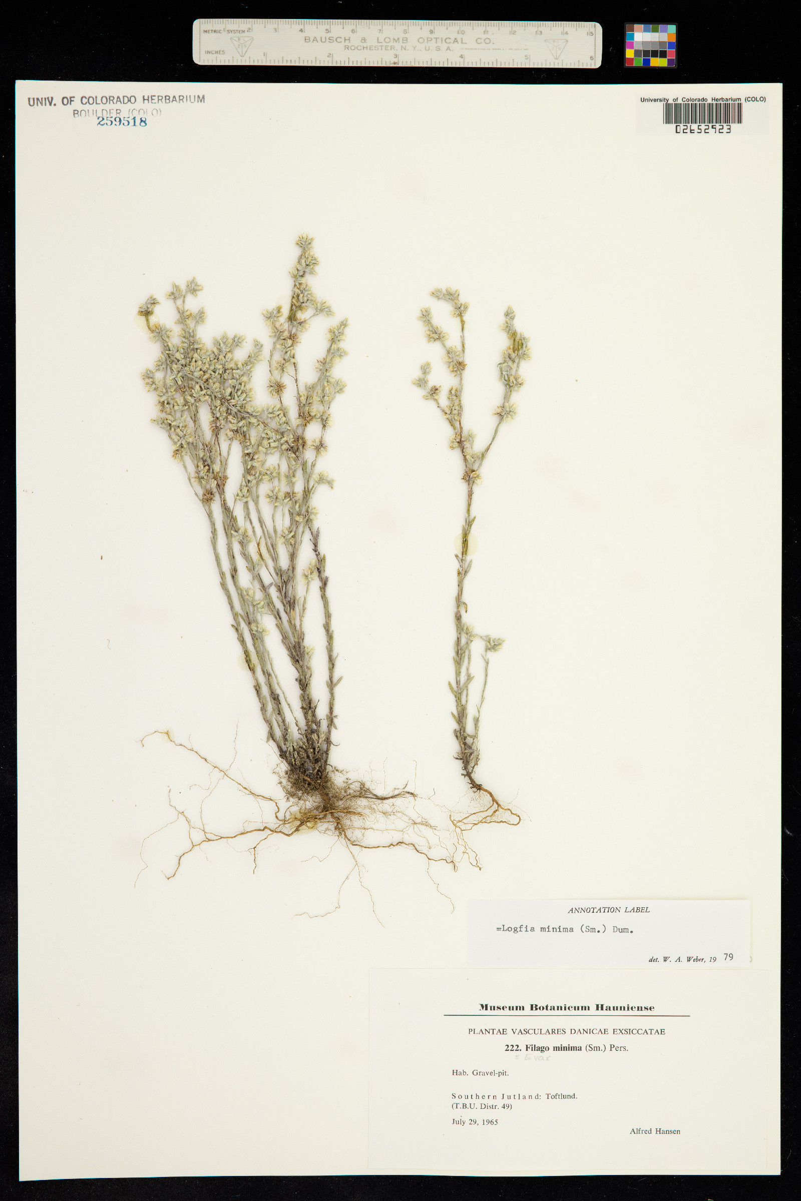 Logfia minima image