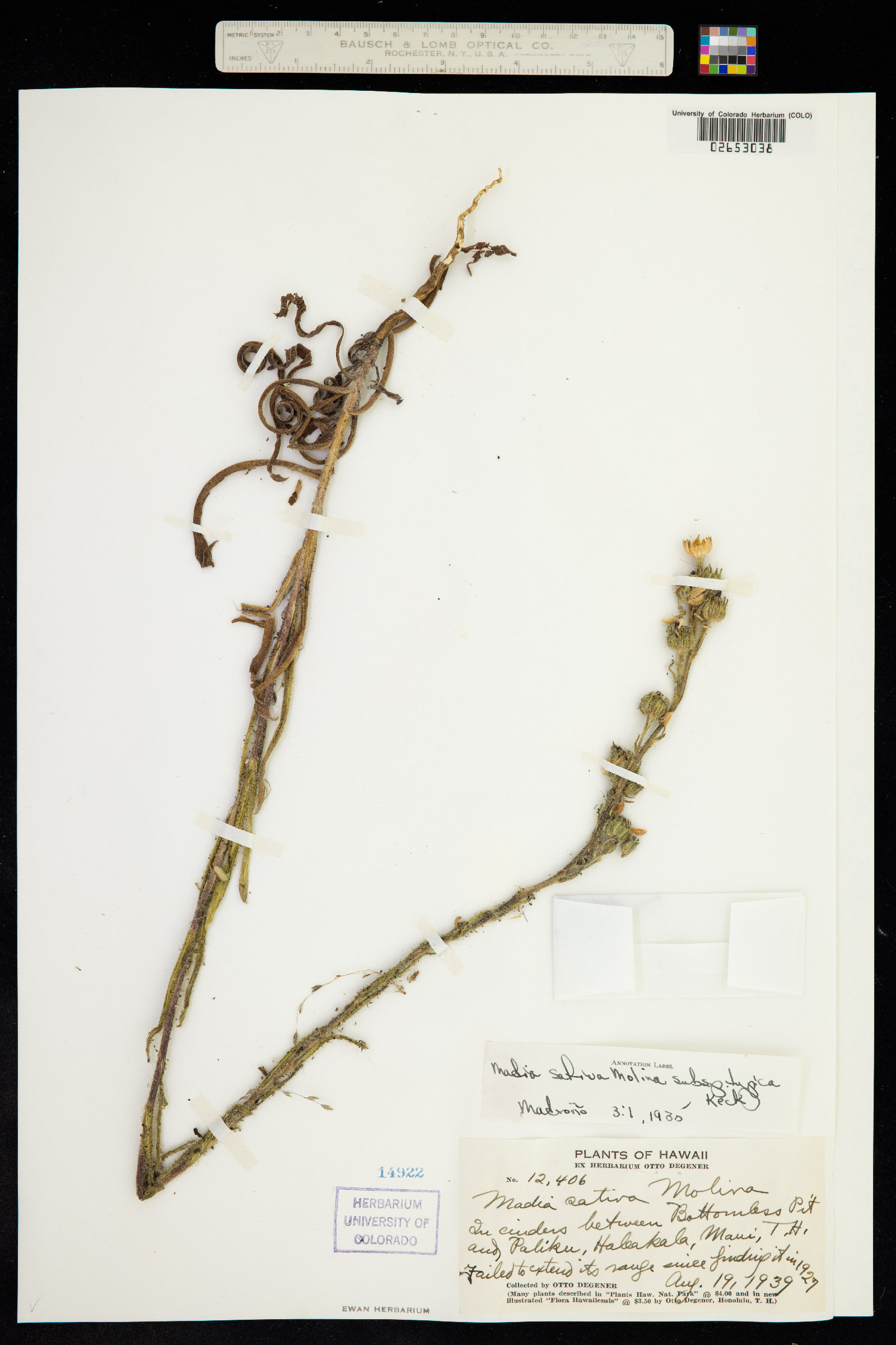 Madia sativa image