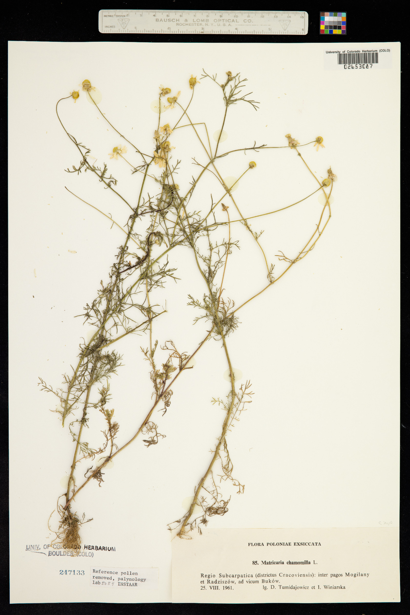 Matricaria chamomilla image