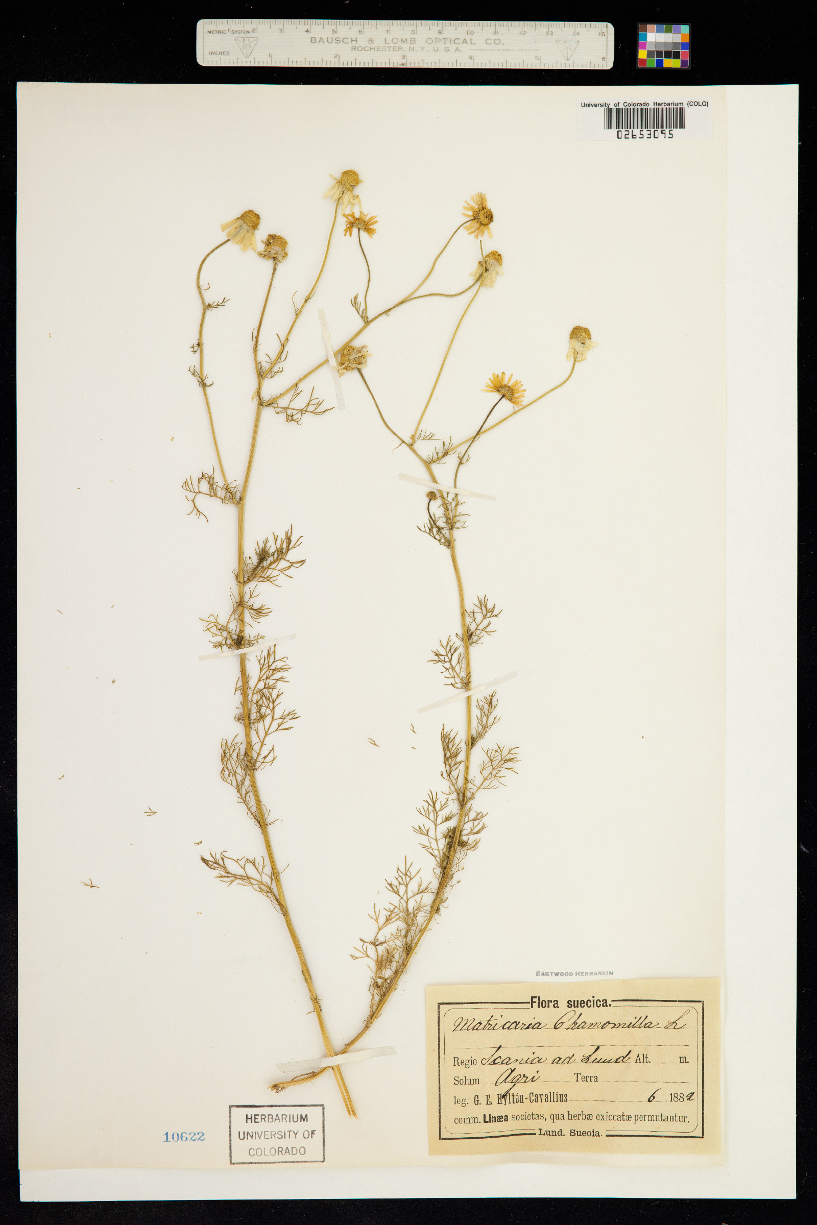 Matricaria chamomilla image