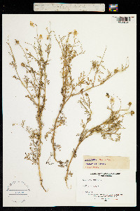 Image of Matricaria chamomilla