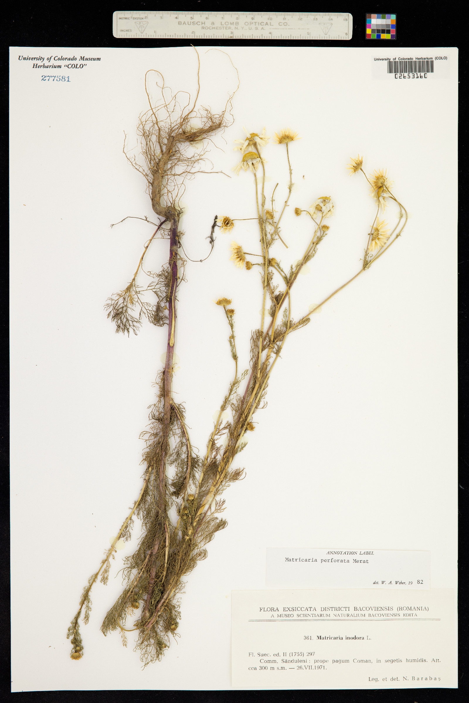 Matricaria perforata image
