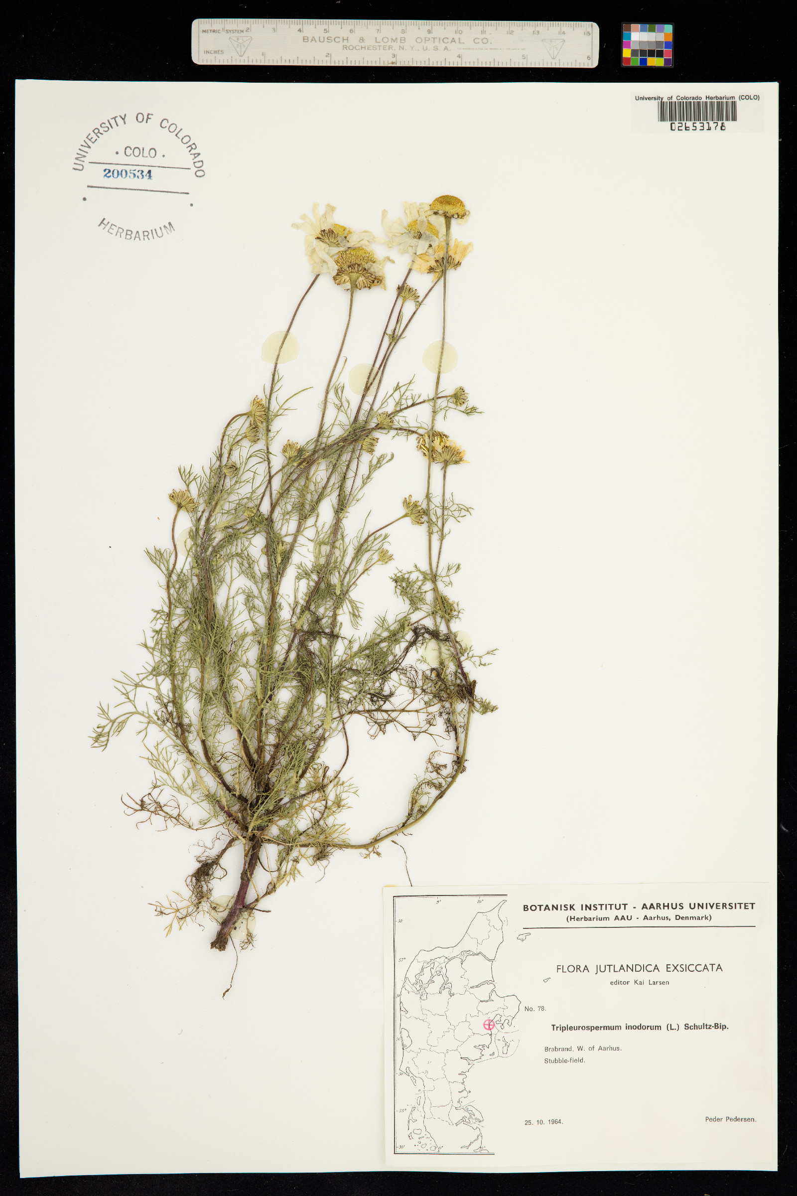 Matricaria image
