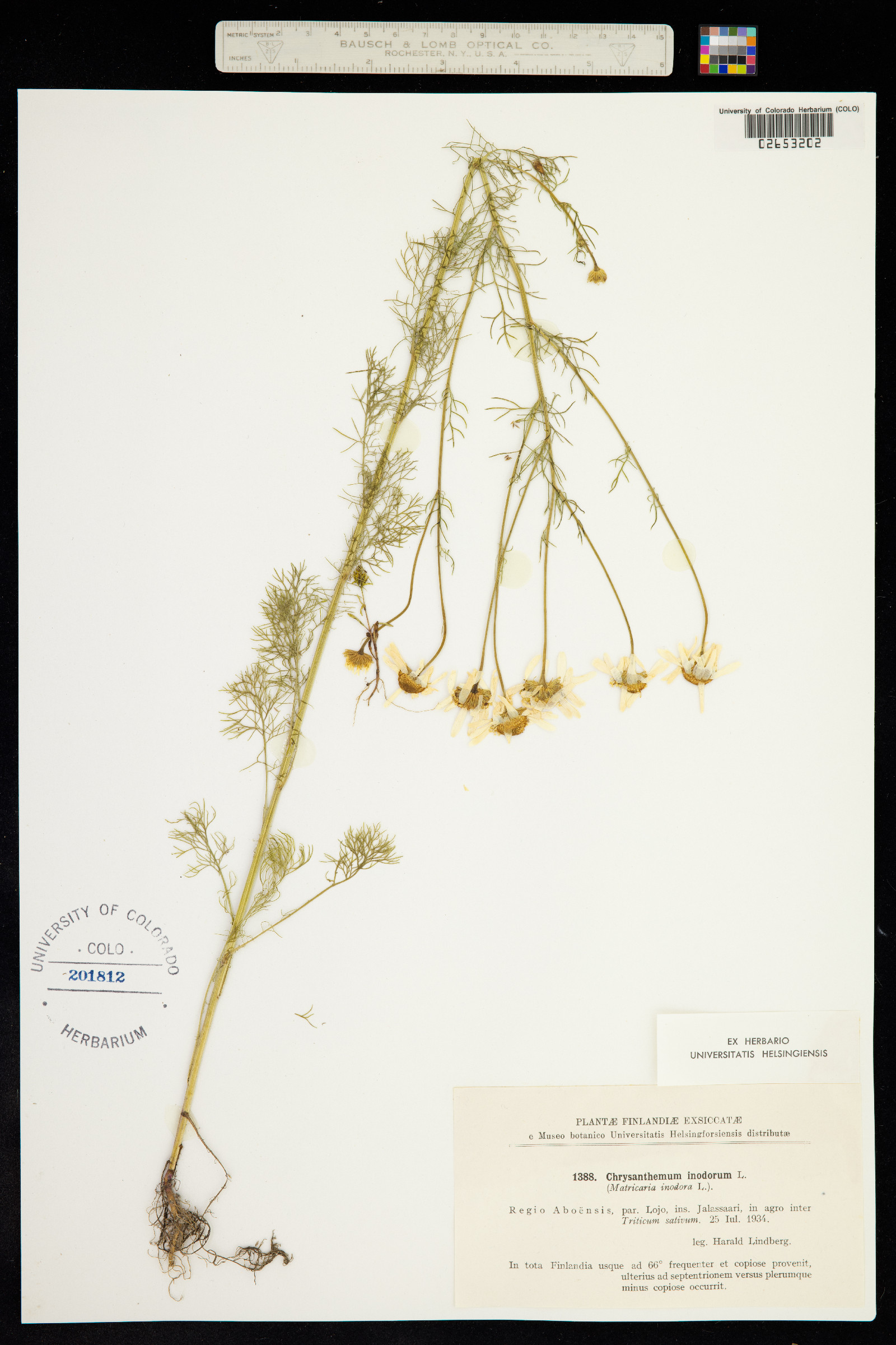 Matricaria perforata image