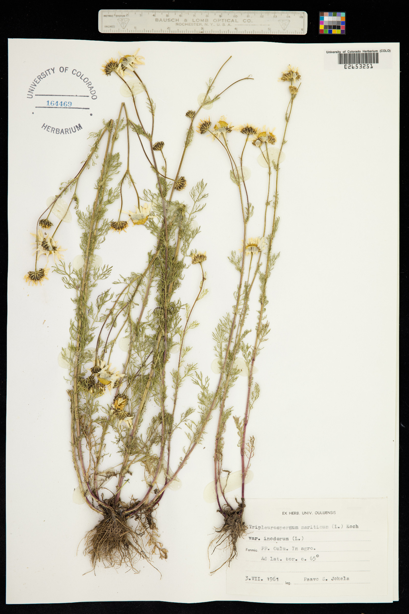 Matricaria perforata image