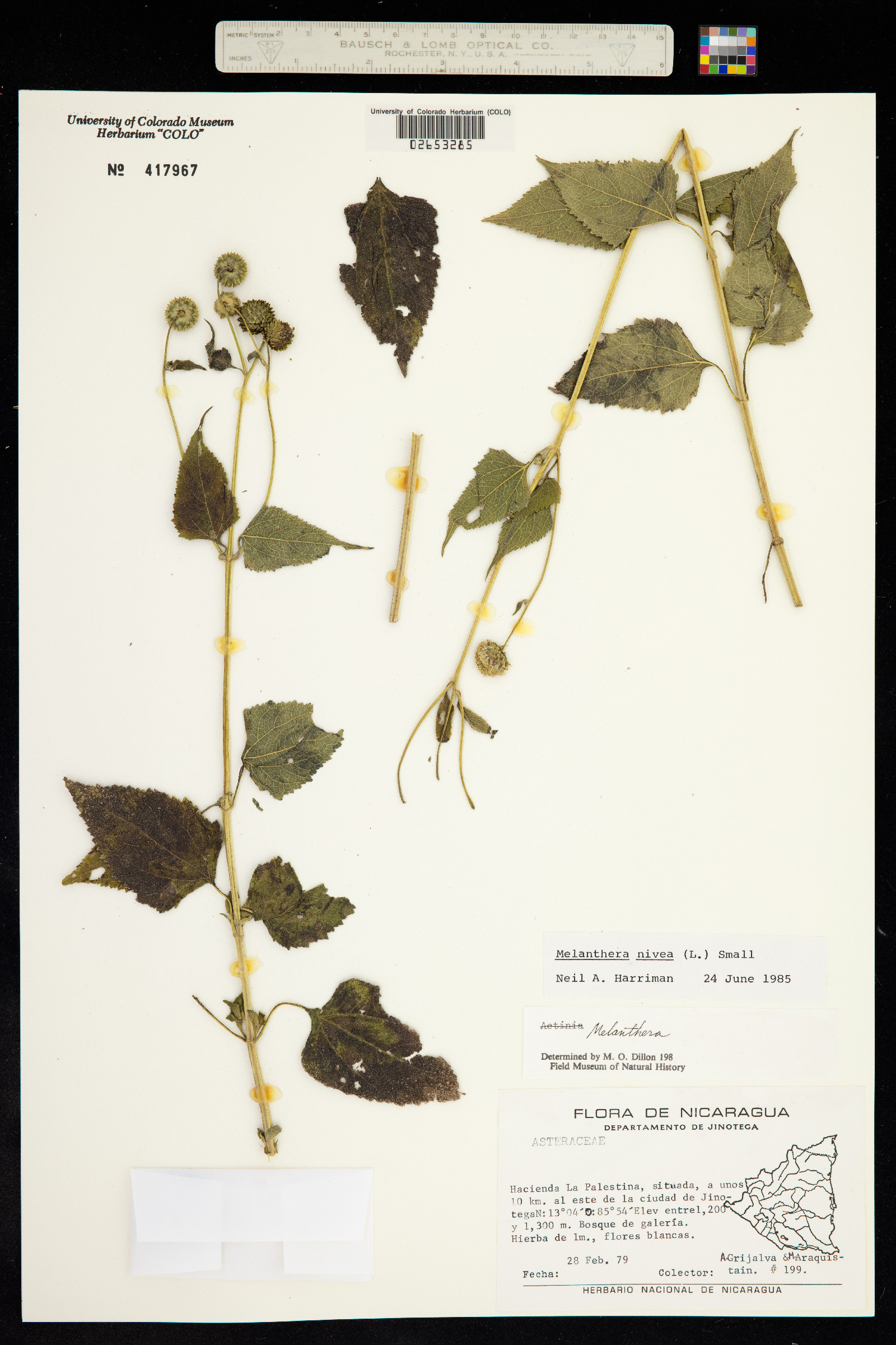 Melanthera nivea image