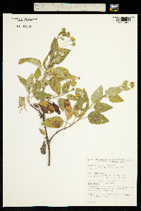 Image of Melanthera biflora