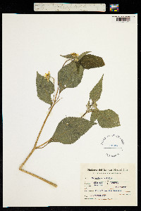 Melanthera latifolia image
