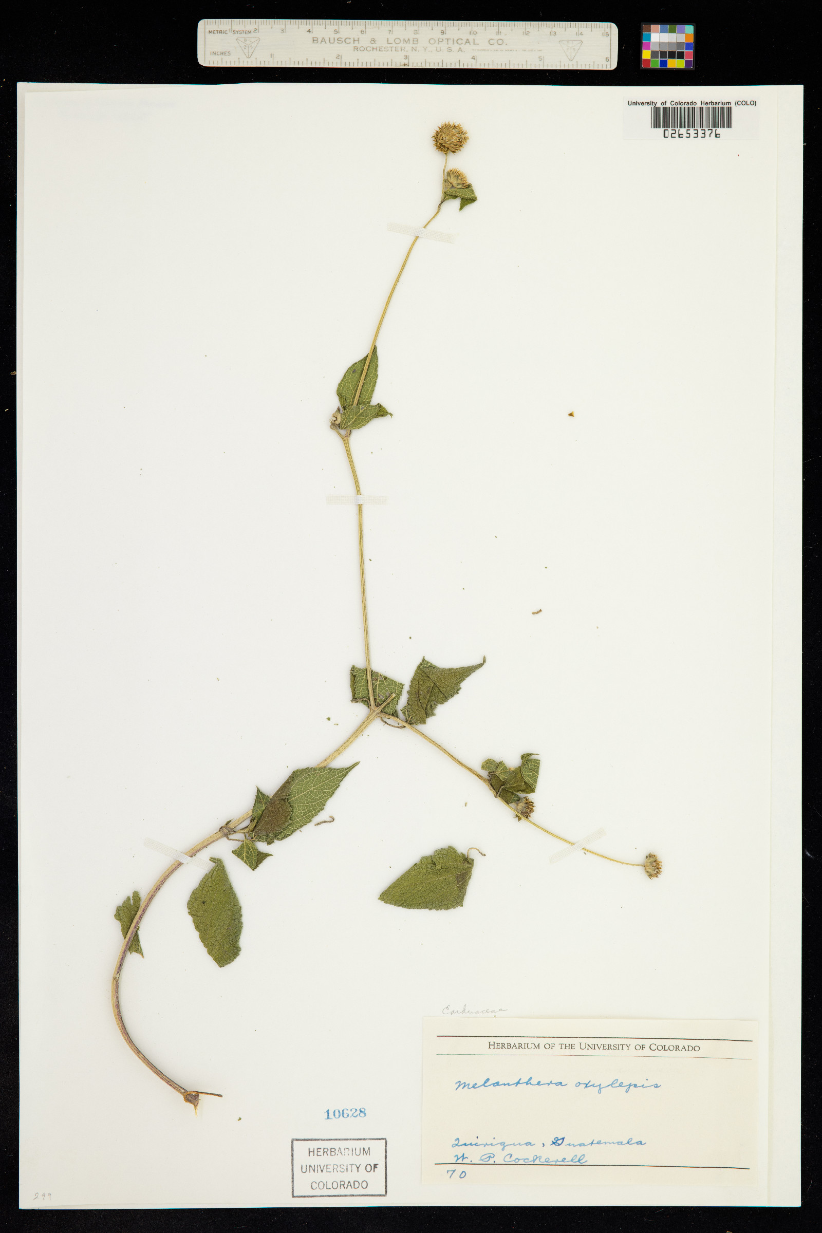 Melanthera oxylepis image
