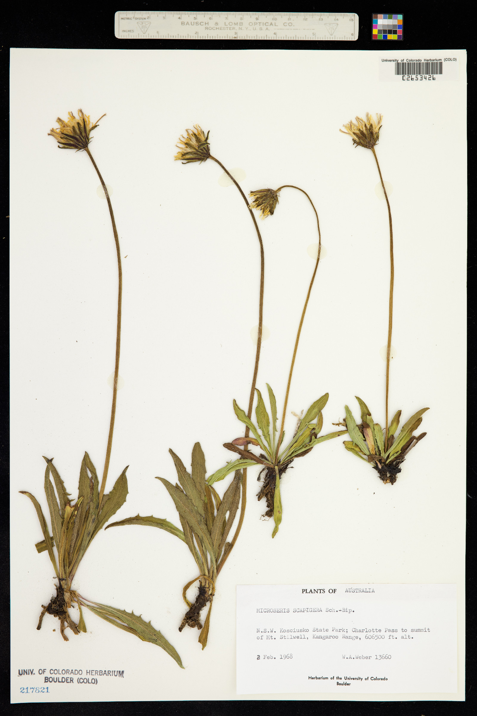 Microseris scapigera image