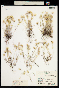 Millotia myosotidifolia image