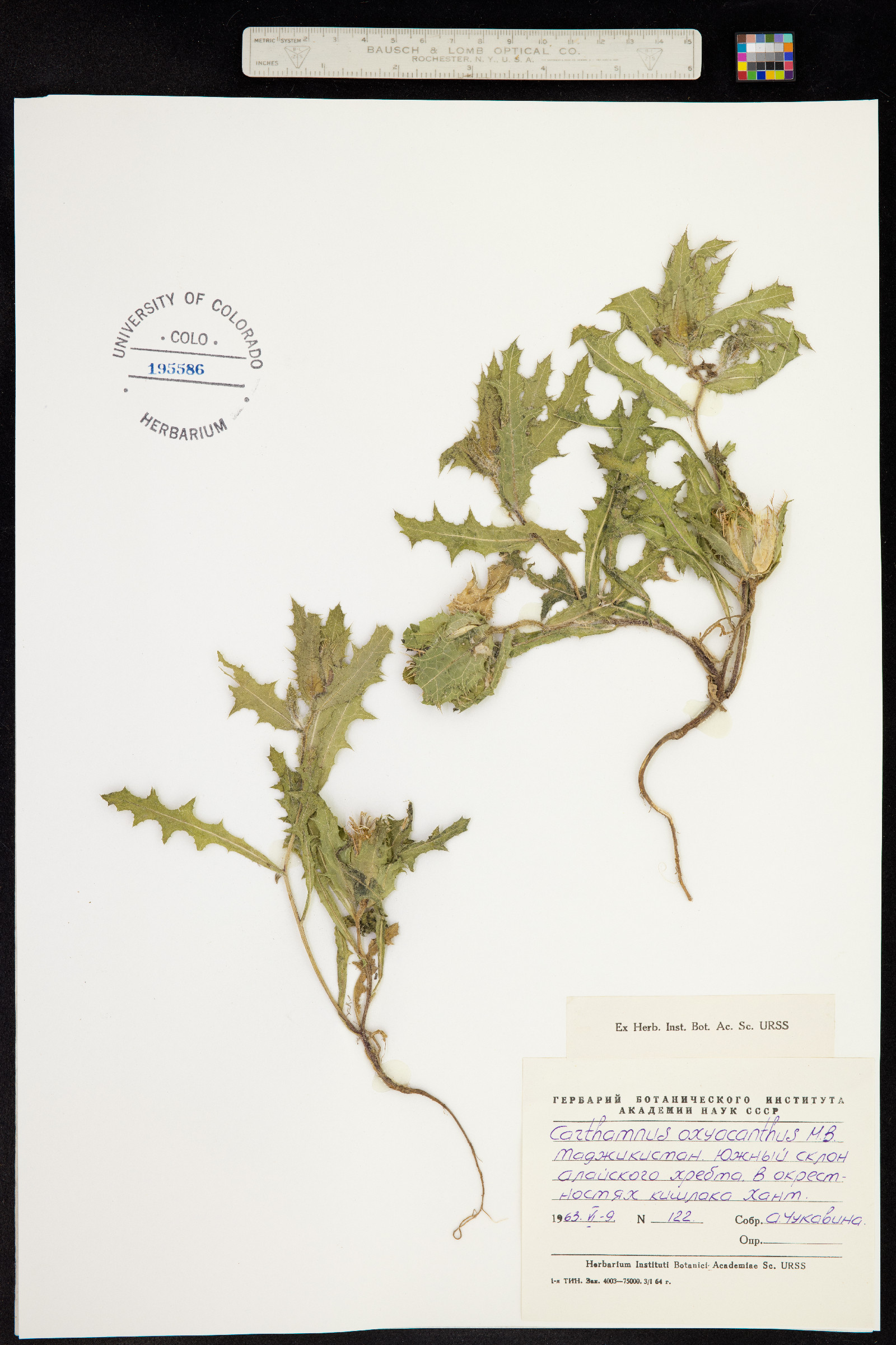 Carthamus oxyacanthus image