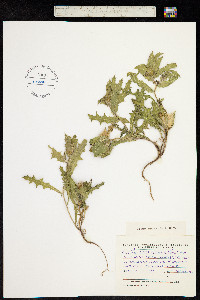 Image of Carthamus oxyacanthus