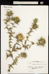 Carthamus oxyacanthus image