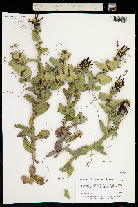 Mutisia spinosa image