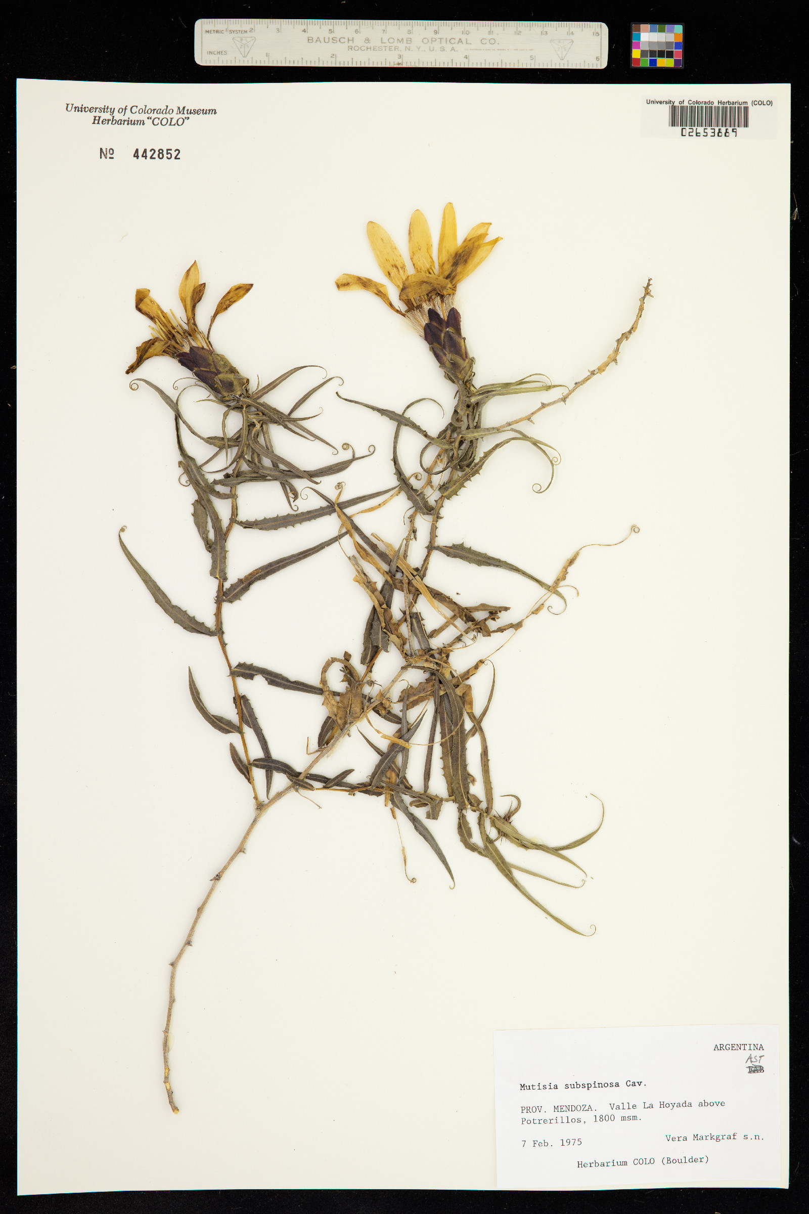 Mutisia subspinosa image