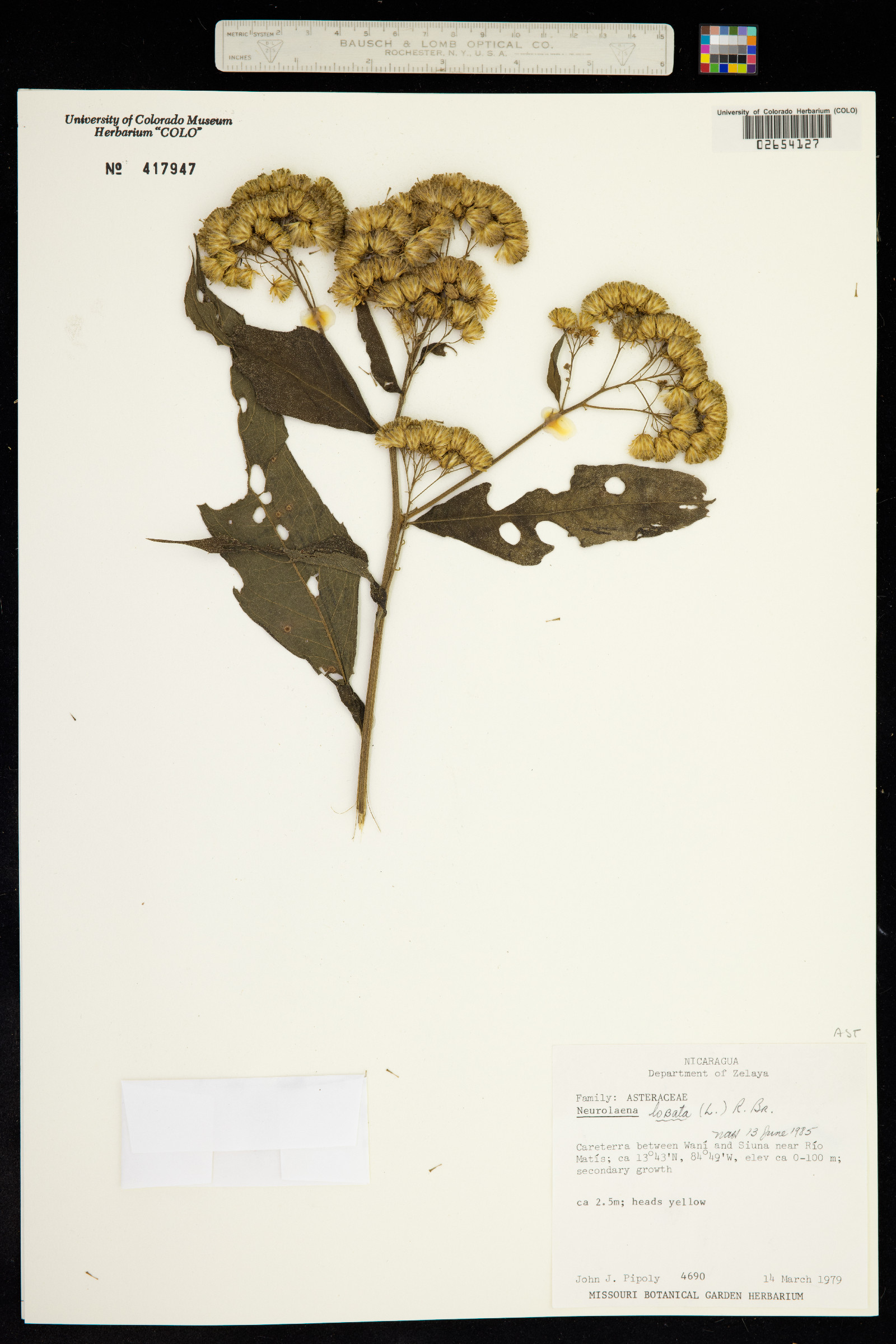 Neurolaena lobata image