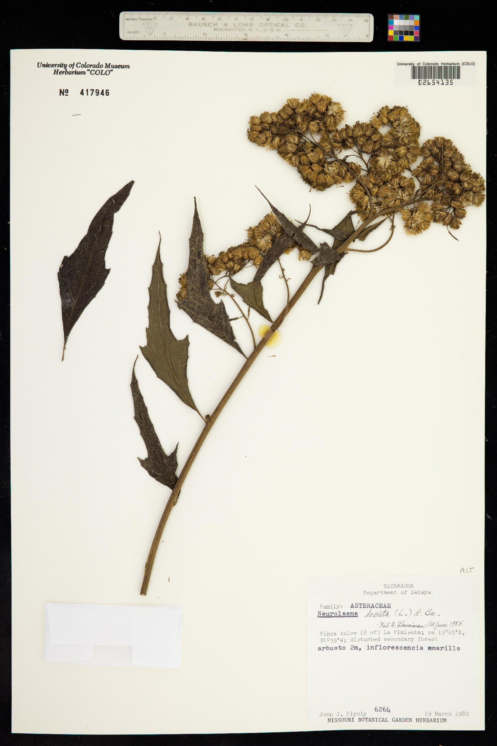 Neurolaena lobata image