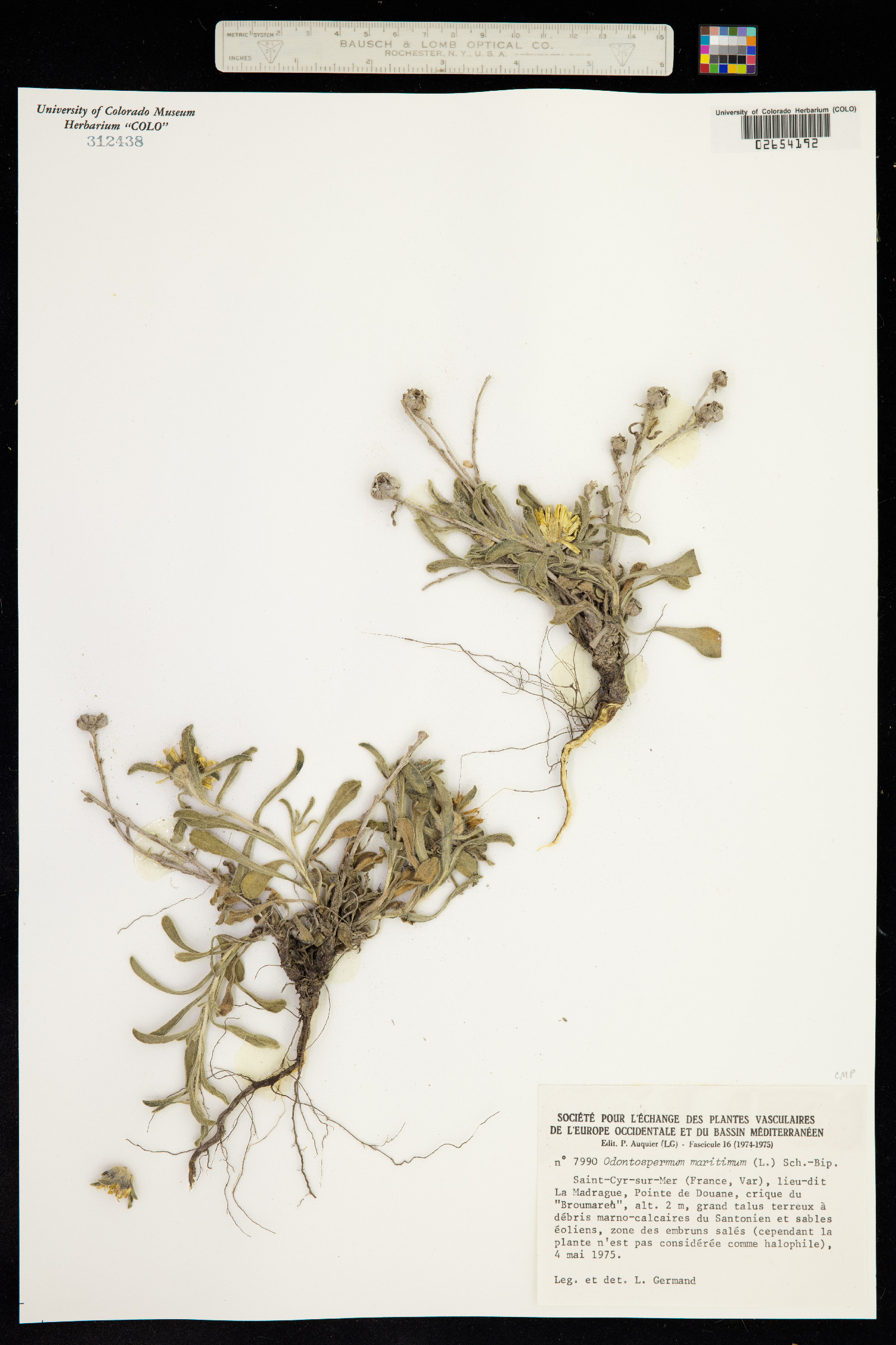 Pallenis maritima image