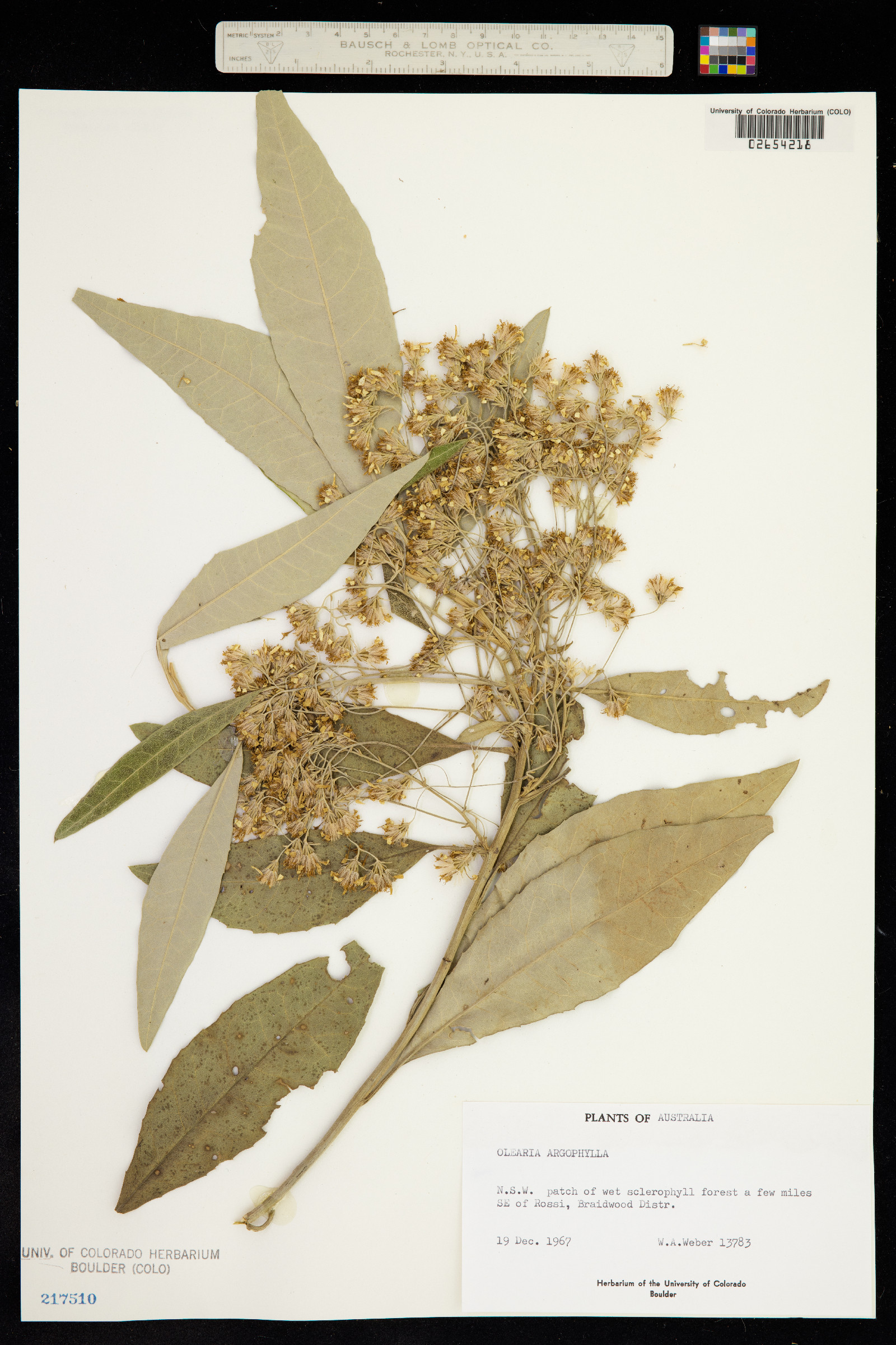 Olearia argophylla image