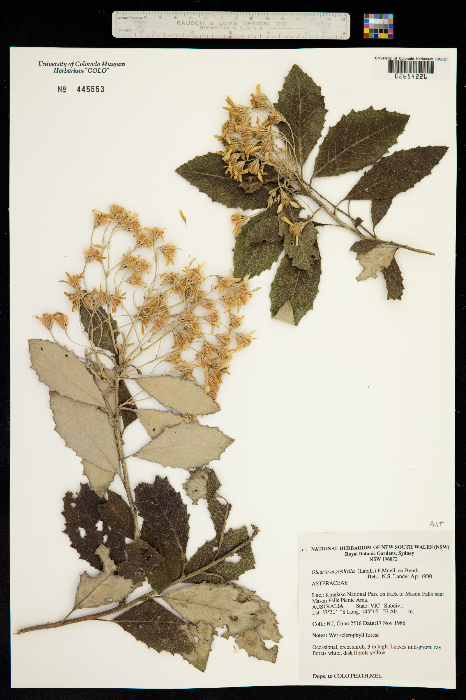 Olearia argophylla image