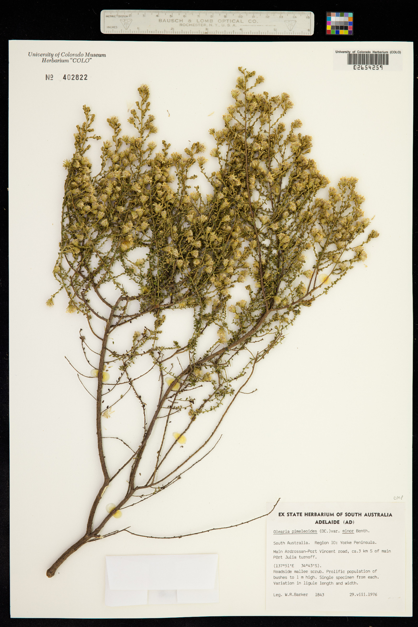 Olearia pimeleoides image