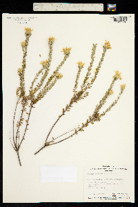 Olearia pimeleoides image
