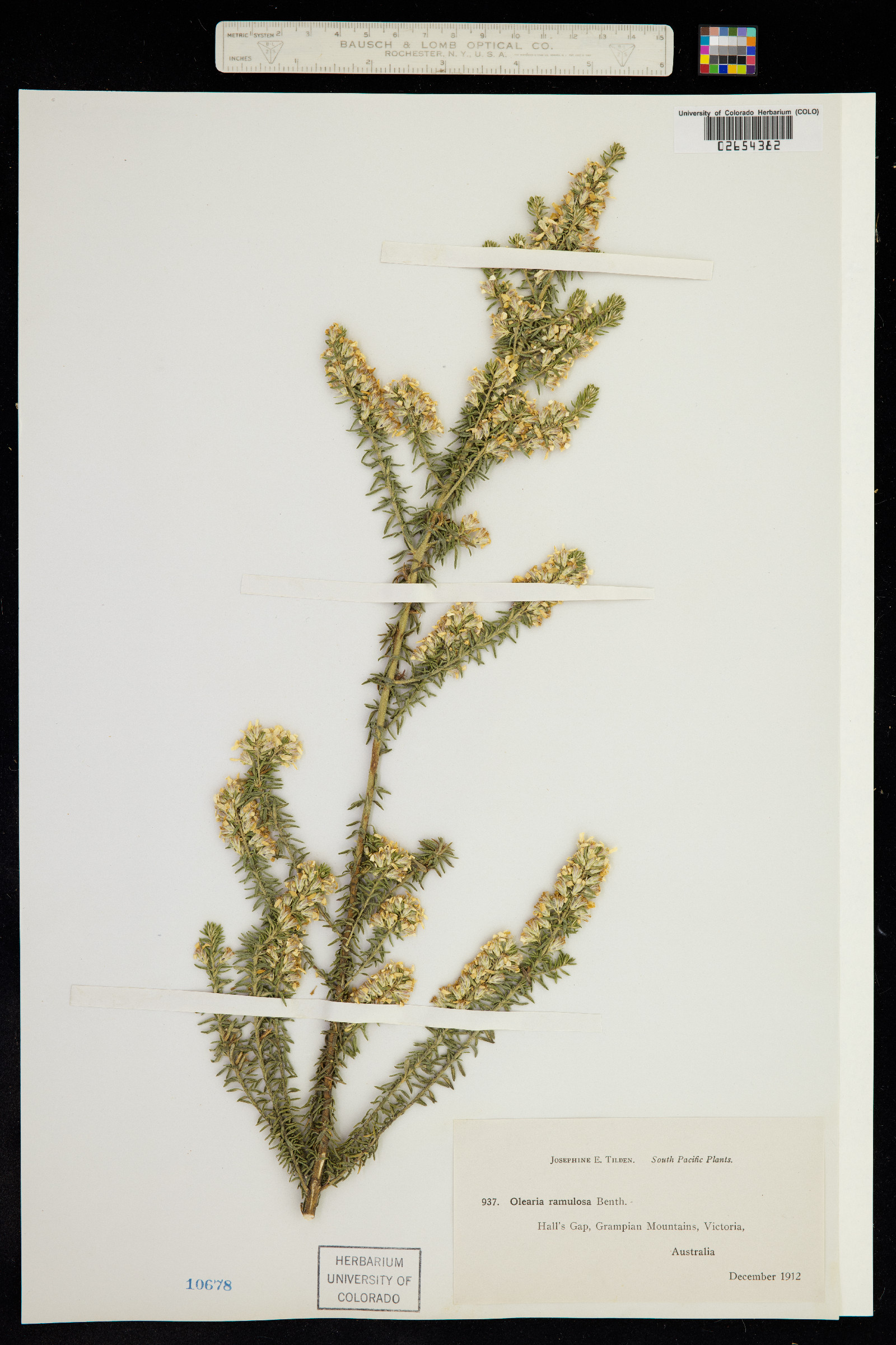 Olearia ramulosa image