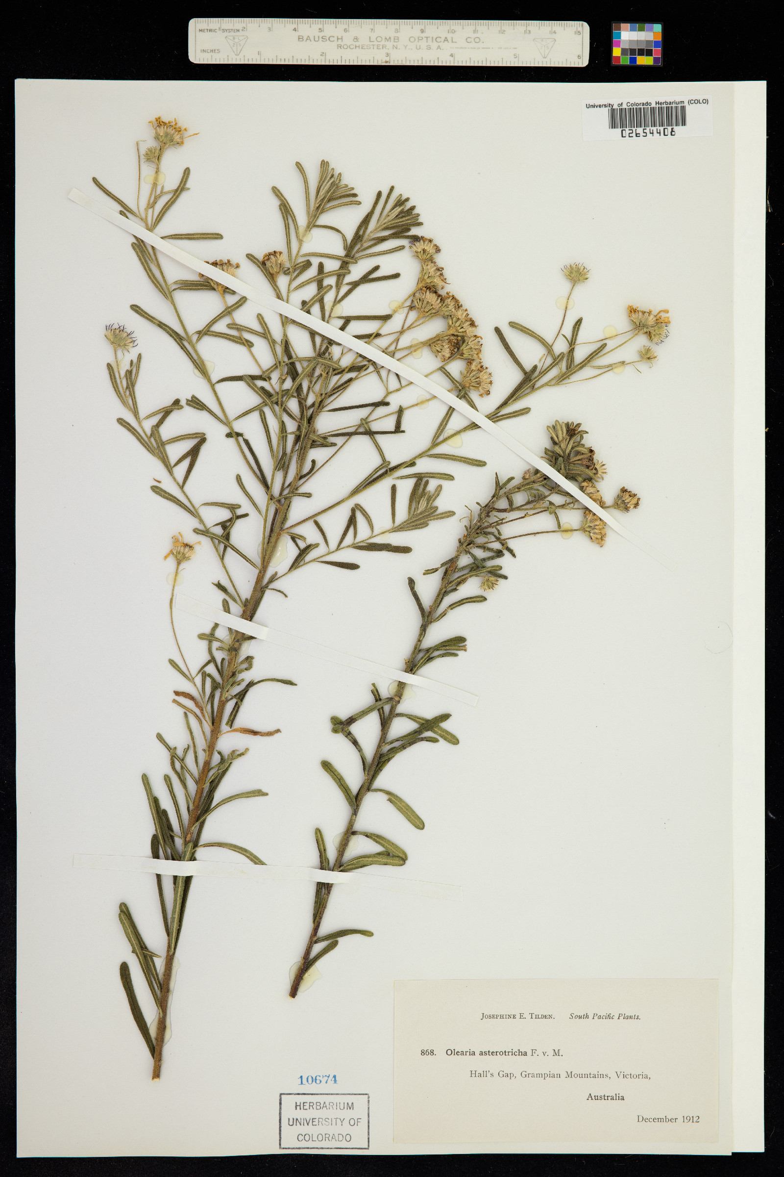 Olearia asterotricha image