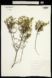 Image of Olearia brachyphylla