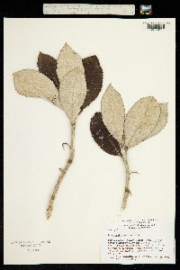 Image of Olearia colensoi