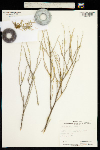 Image of Olearia decurrens