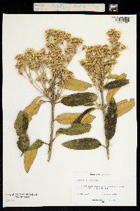 Olearia megalophylla image