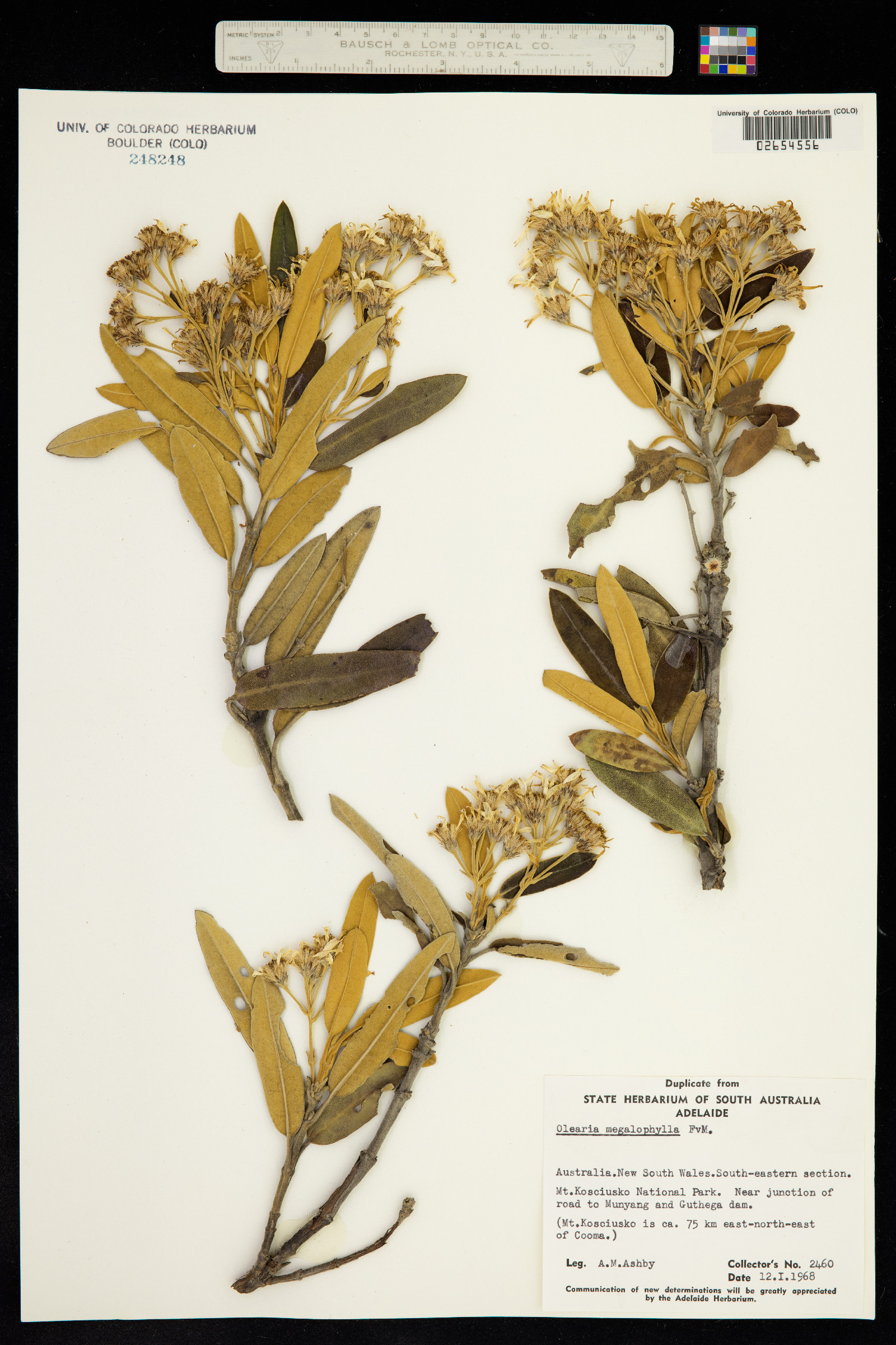 Olearia megalophylla image