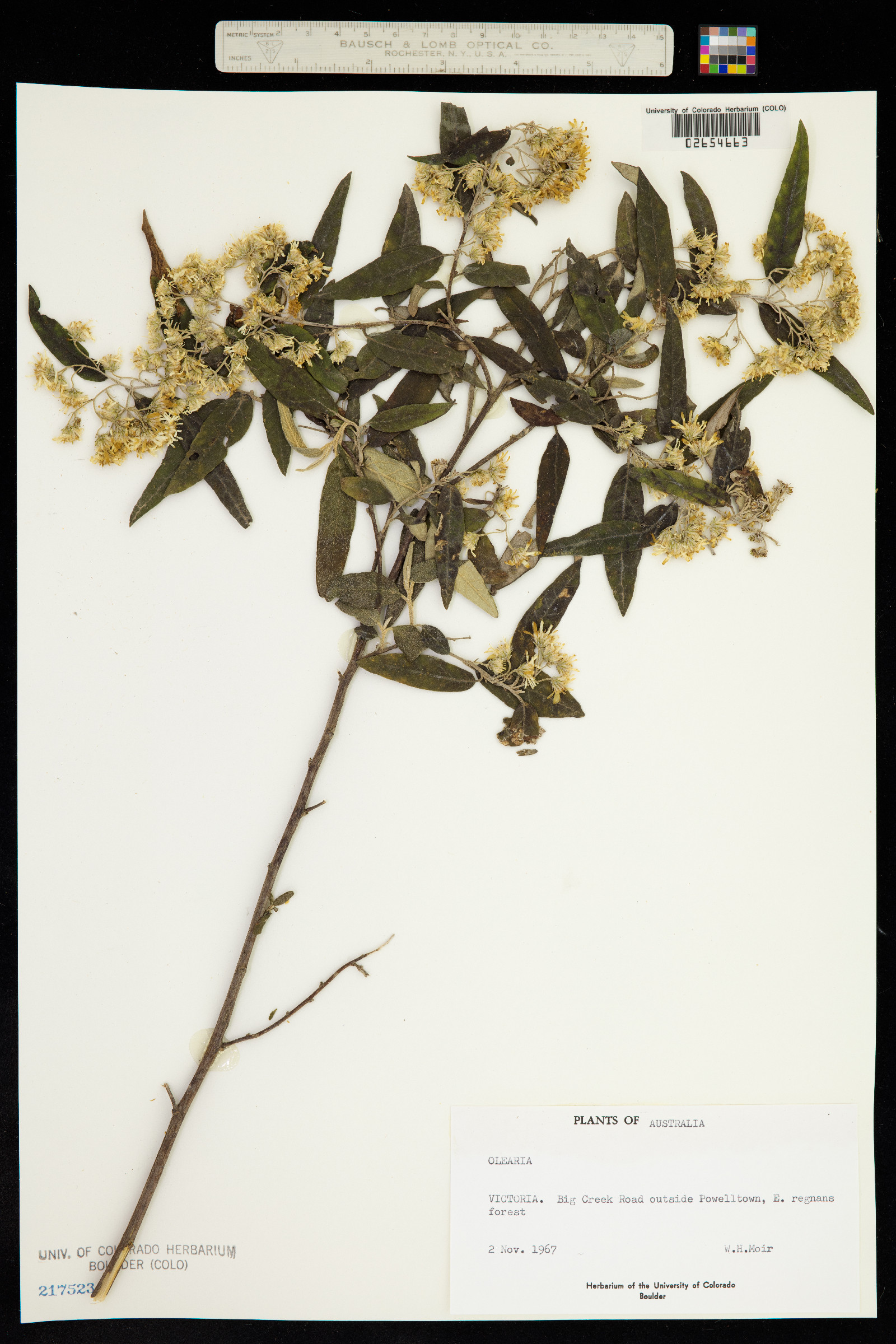 Olearia image