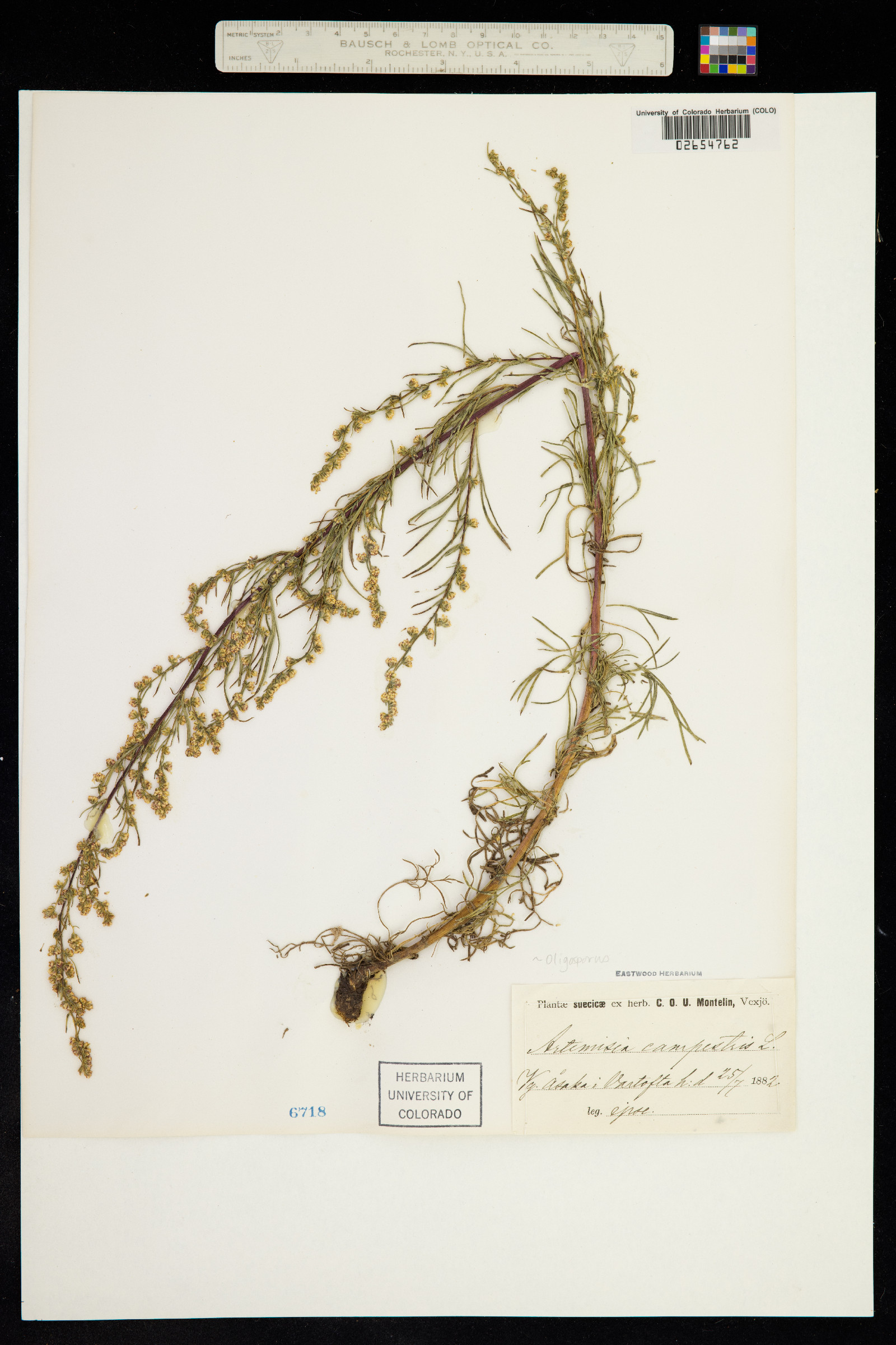 Oligosporus campestris image