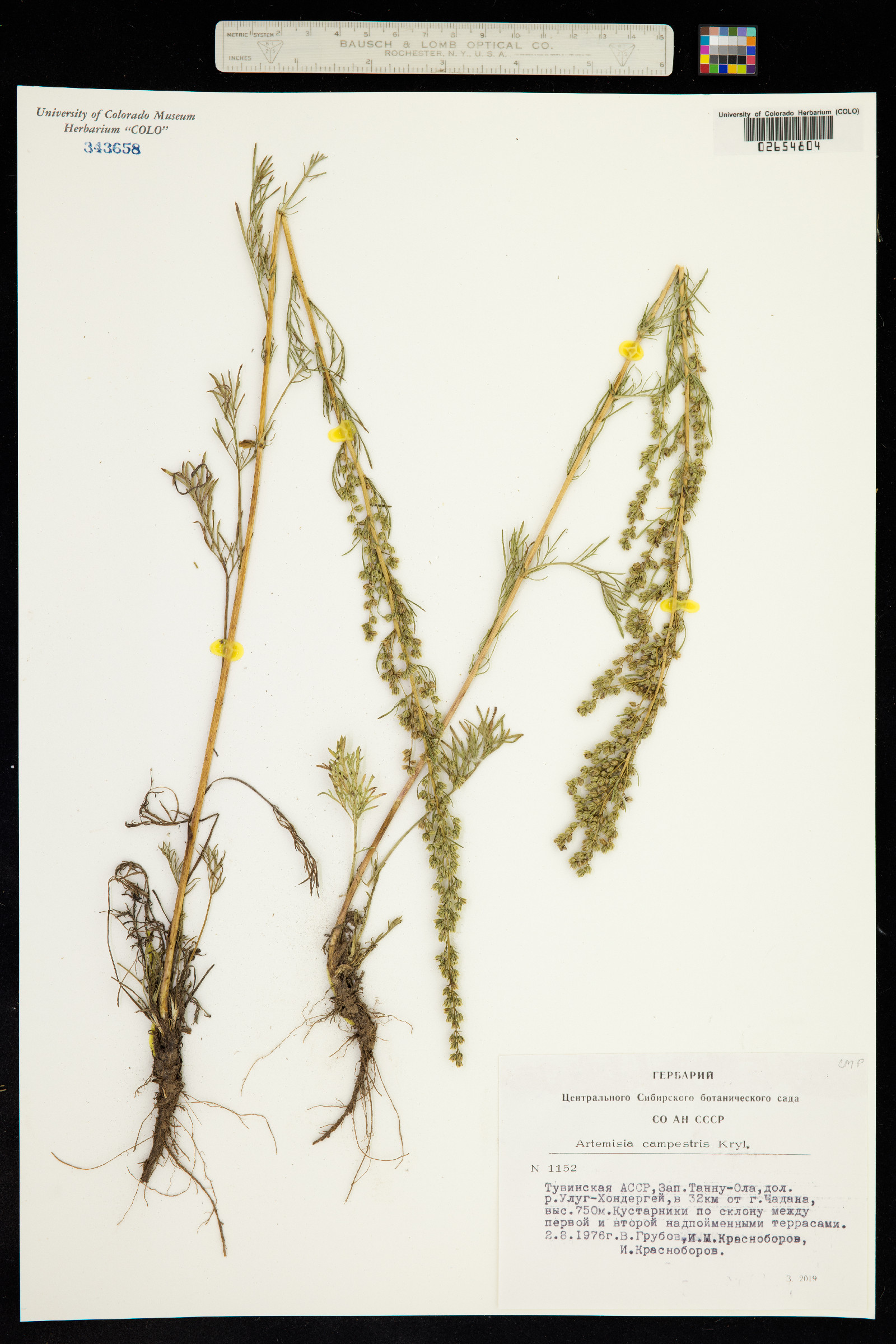 Oligosporus campestris image