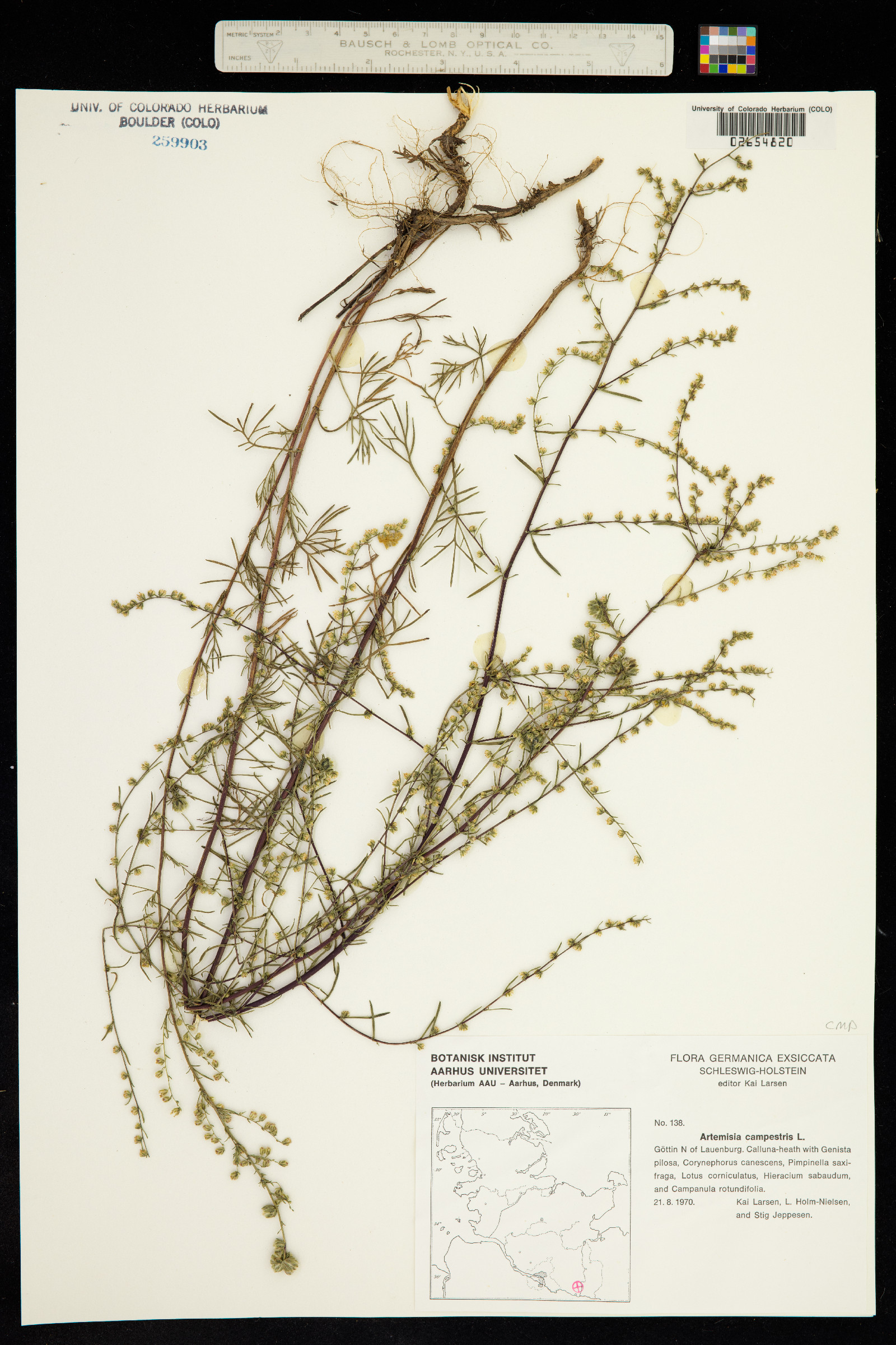 Oligosporus campestris image