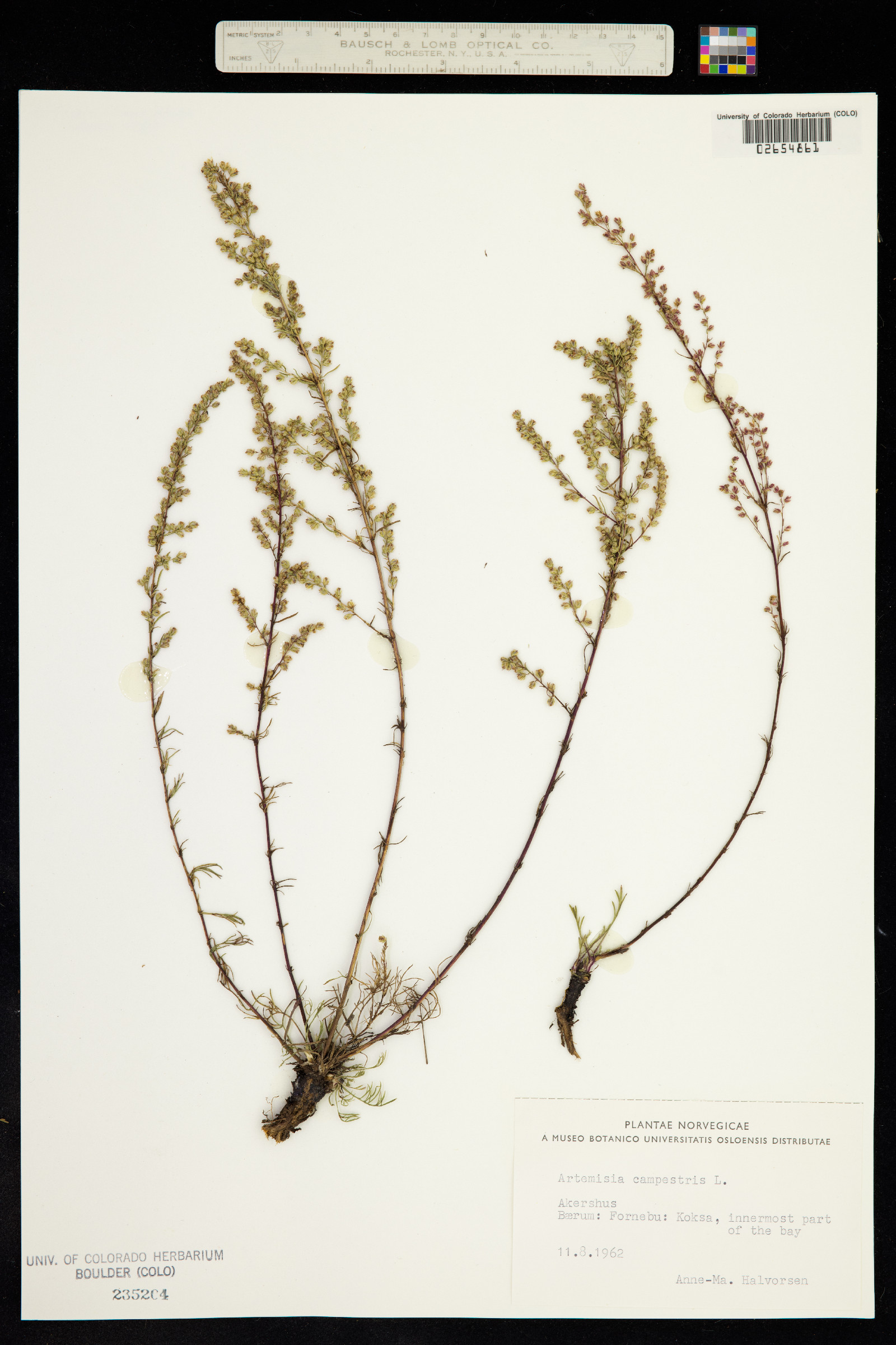 Oligosporus campestris image