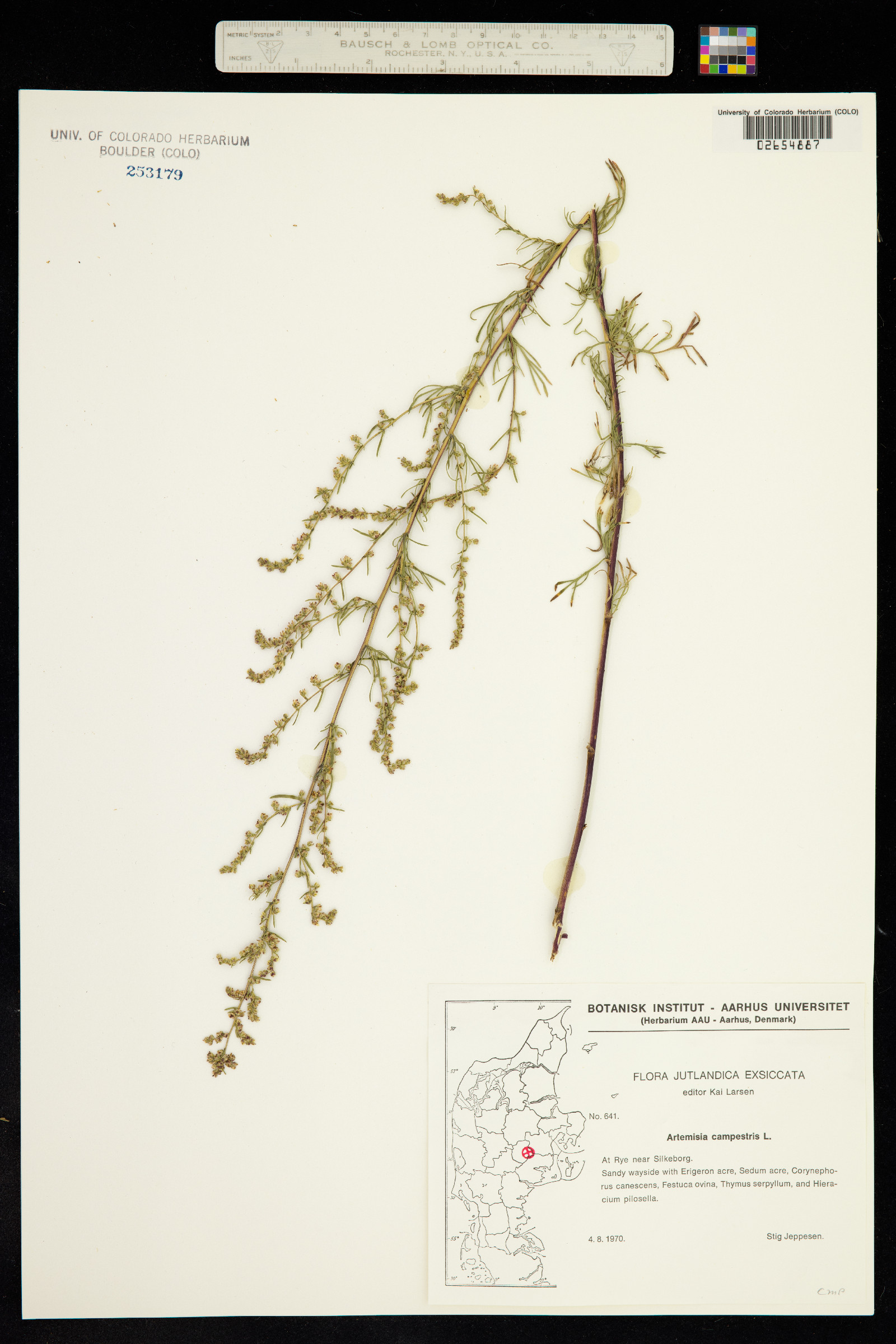 Oligosporus campestris image