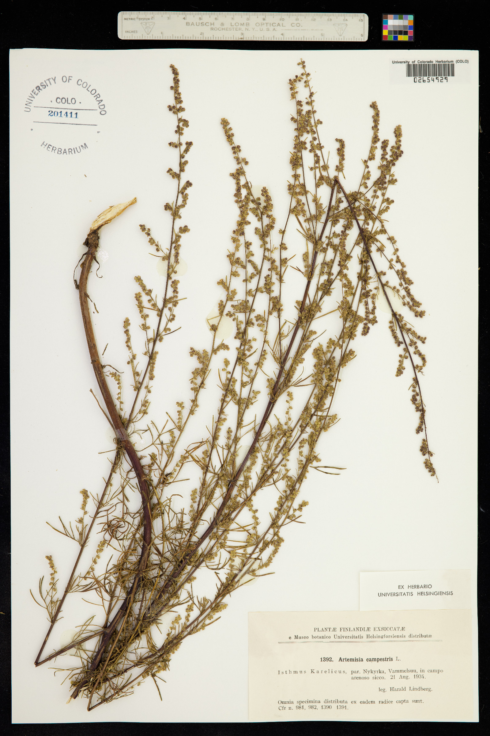 Oligosporus campestris image