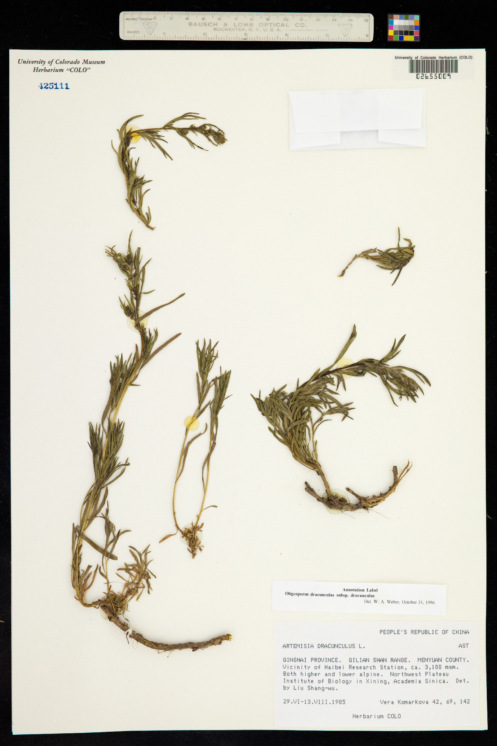 Artemisia dracunculus image