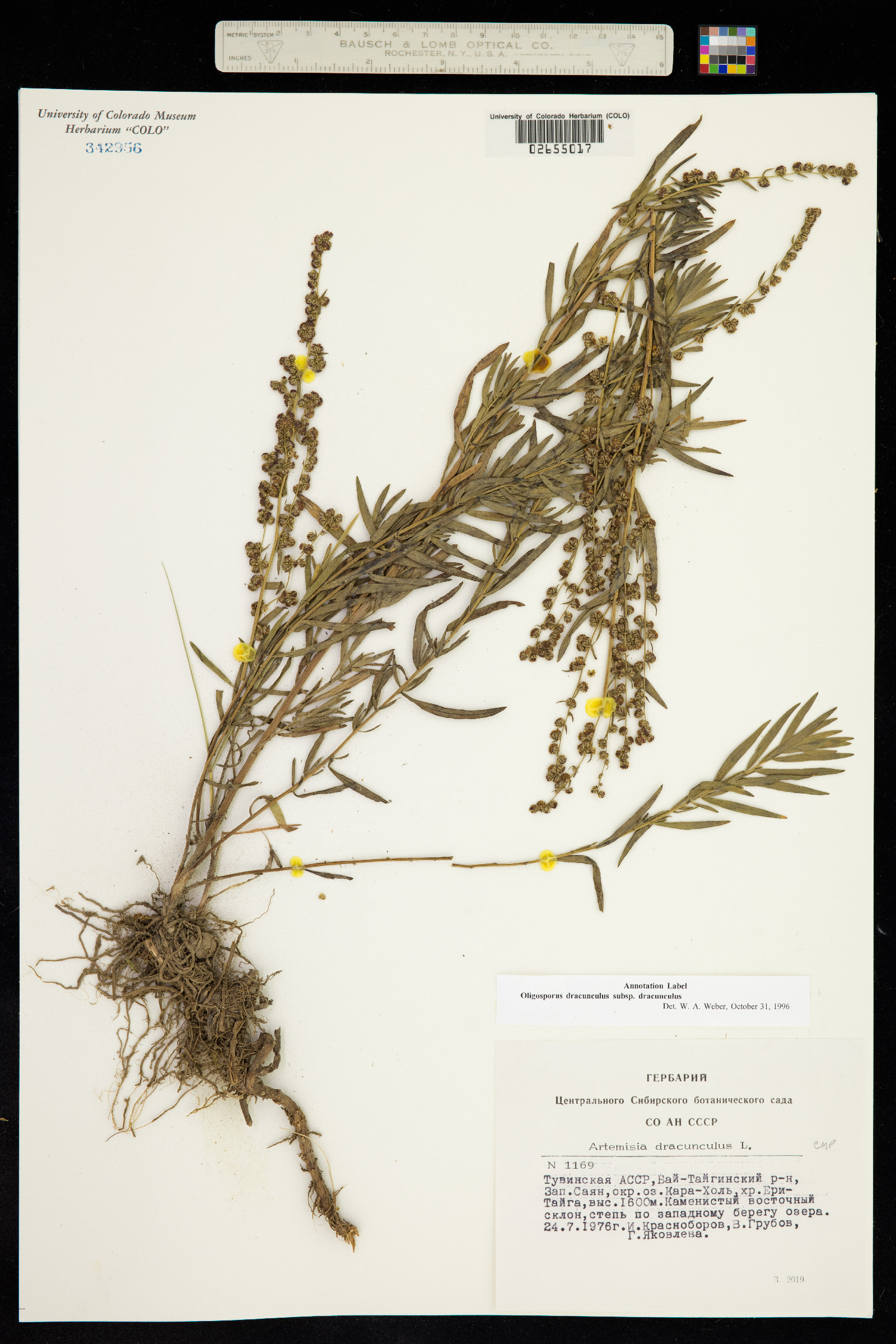 Artemisia dracunculus image