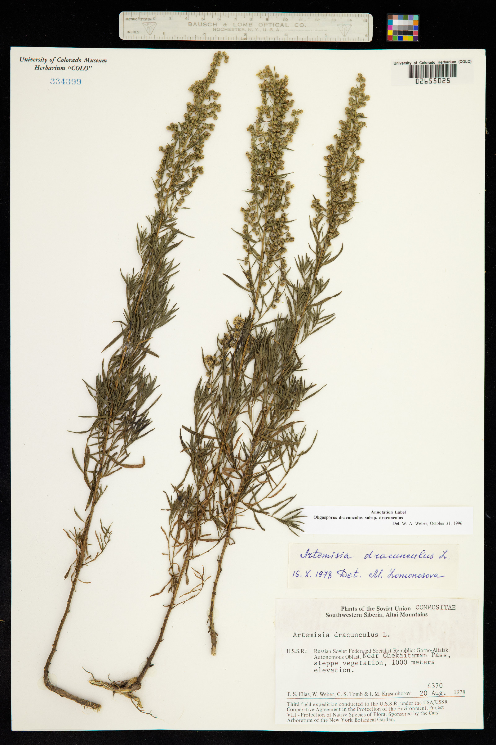 Artemisia dracunculus image