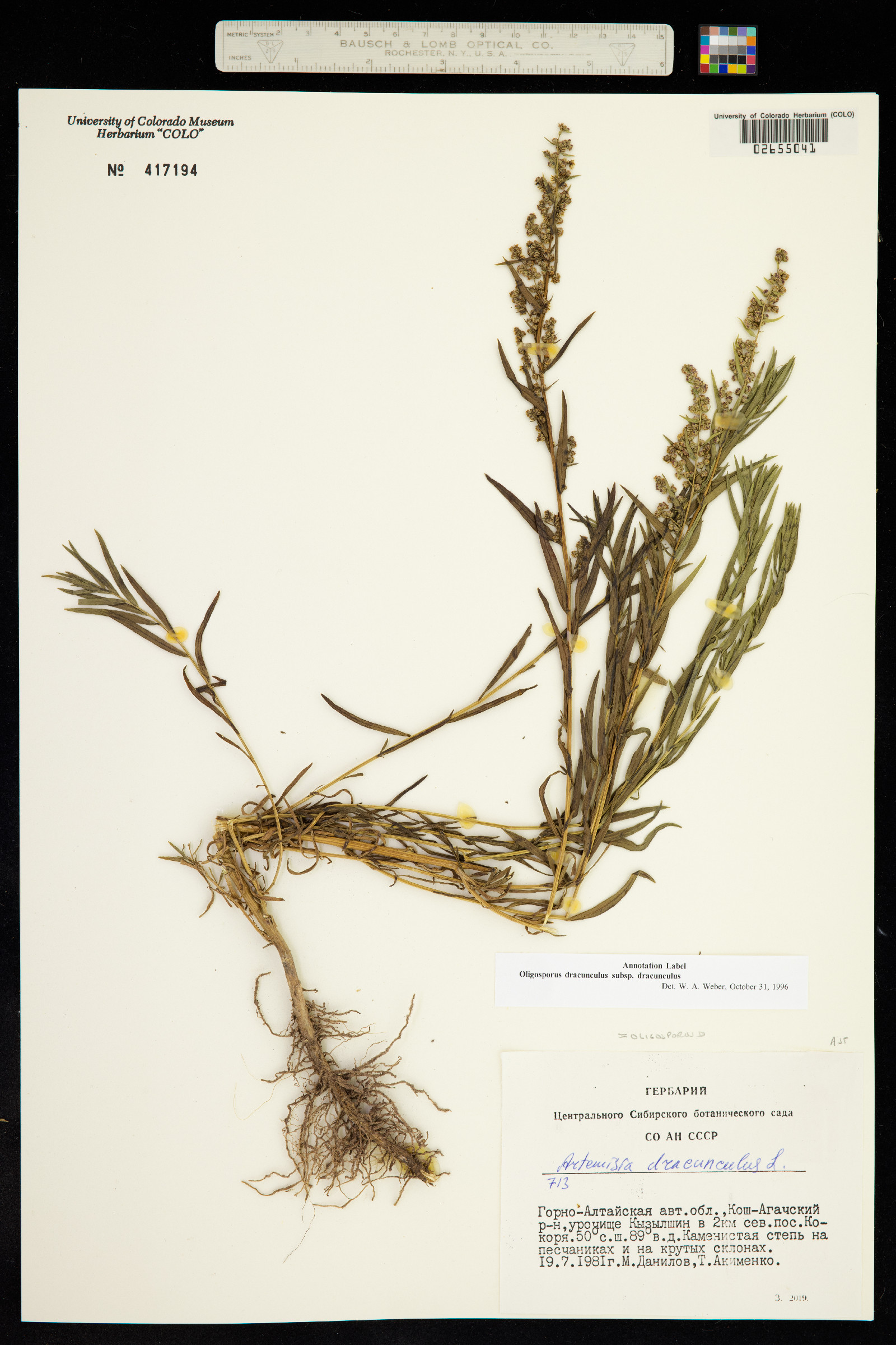 Artemisia dracunculus image