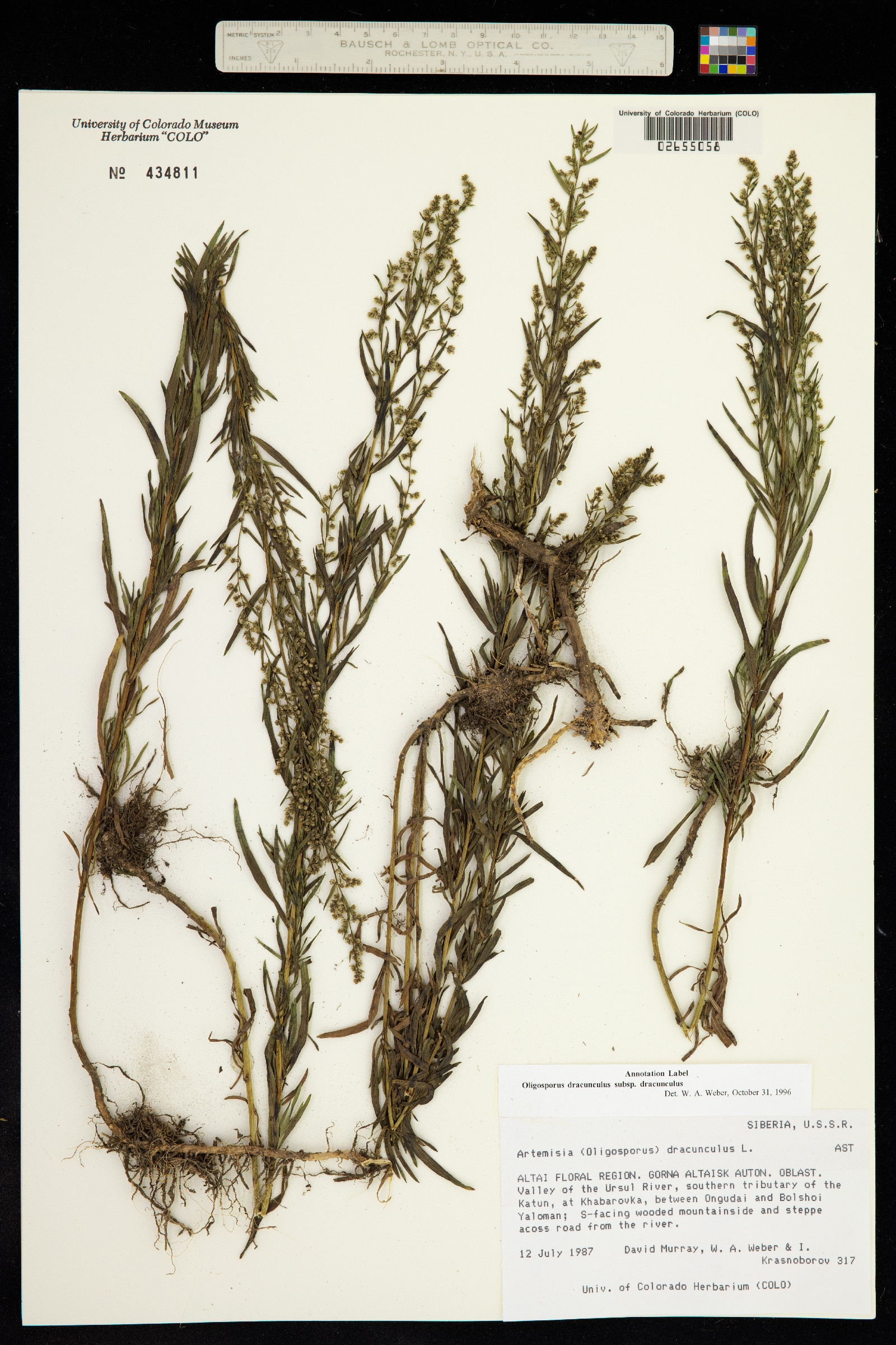 Artemisia dracunculus image