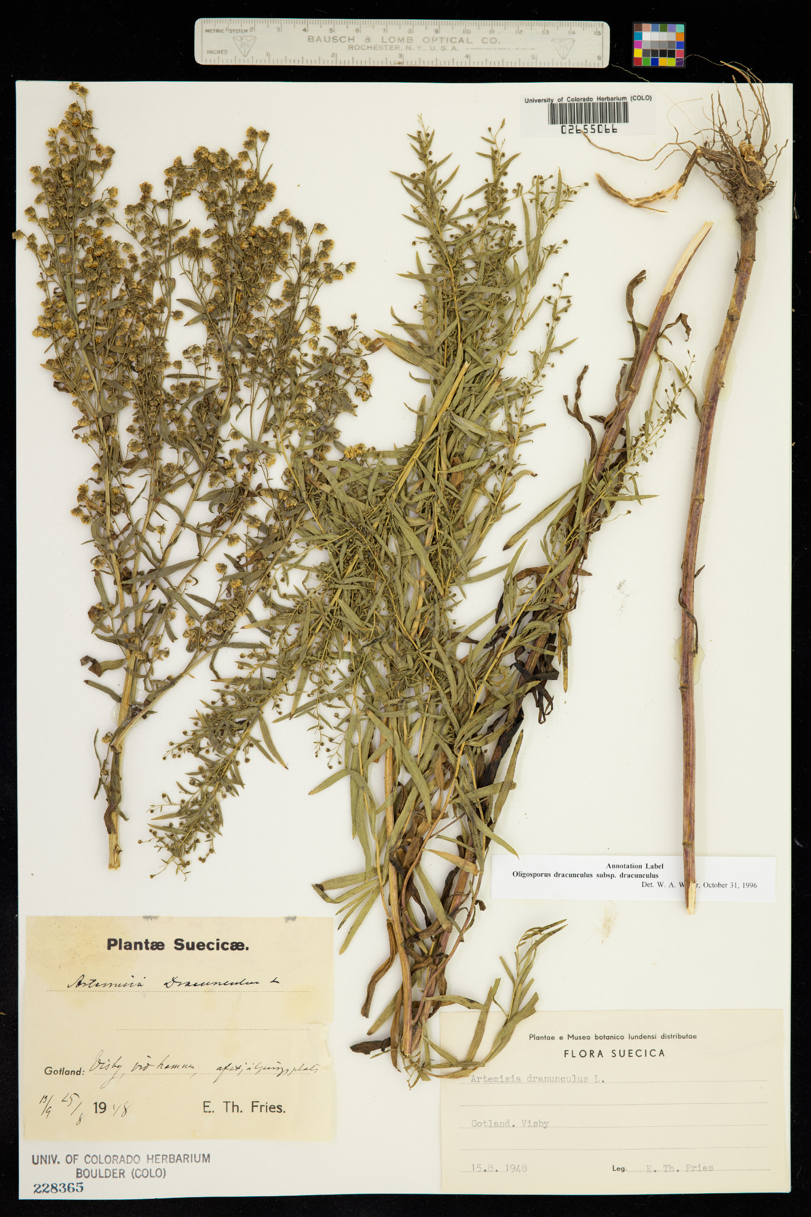 Artemisia dracunculus image