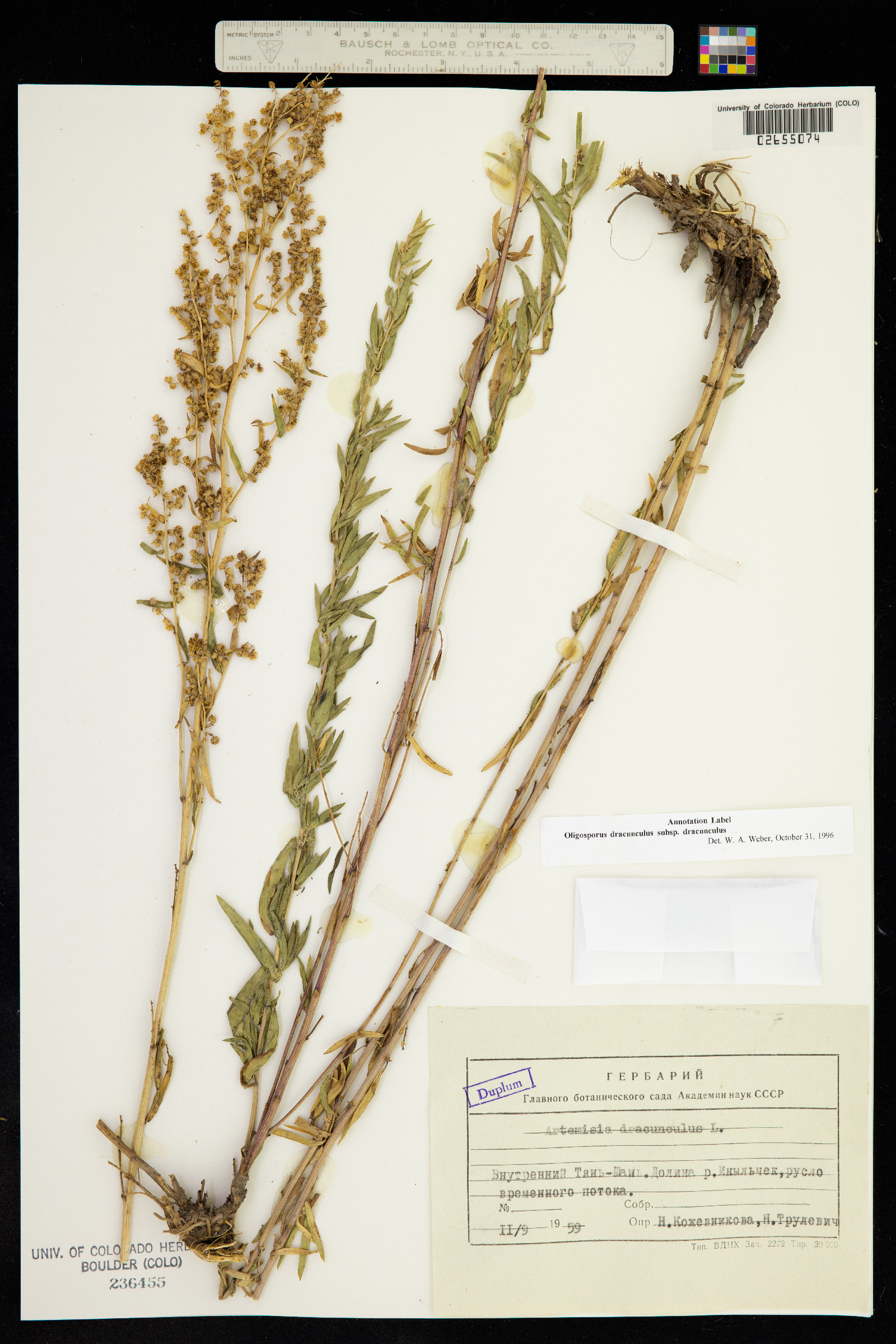 Artemisia dracunculus image