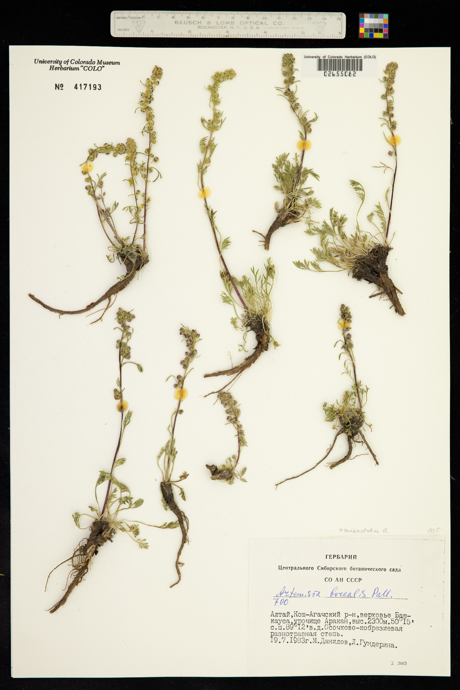 Oligosporus groenlandicus image